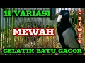 Download Lagu Gelatik batu gacor dengan 11 VARIASI SUPER KEREN