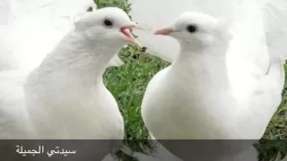 يا حمام       محمد منير              دندنها