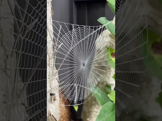 Large Corner Spider Web video thumbnail