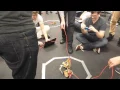 First Nodebots Wellington fight