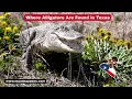 Where Are Alligators Found in Texas Map Habitat Hotspots