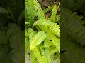 Ferns-- Thick And Waxy Fronds