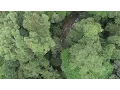 A stream in Tropical Rainforest I Borneo (Sarawak) l DJI Phantom 3