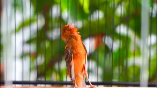 تغريد طائر كناري جبار يحفز الذكر ويهيج الأنثي لتزاوج قمة الابداع لتسميع الفراخ CANTO DO CANÁRIO 