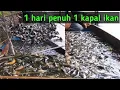 Download Lagu FISH TRAP ❗ISI PERANGKAP MELIMPAH SEPERTI MANEN IKAN DALAM KOLAM PRIBADI #video #fish @Irawanmila