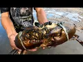 Download Lagu Amazing Catching,Lucky fishermen find lots of the best quality crabs at low tide