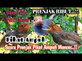 Download Lagu Prenjak Ribut Ampuh Buat Pikat Dan Pancingan Prenjak Bahan