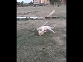 FIGHTING SKILLS OF SMALL PAKISTANI BULLY DOG 🐕 FIGHTING AND PLAYING WITH BIG PITBULL