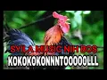 Download Lagu SYILA MUSIC ADEK CINTA TAK SELAMANYA INDAH DEK CAKAK LUOT