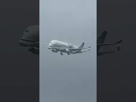 This Airbus Beluga Landing Feels Unreal ✈️