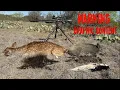 Lagu Texas Airgun Hunt Part 2 | Daystate BlackWolf Drops Deer, Skunk \u0026 More! | Airguns Only Adventures