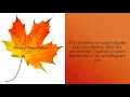Lot 99 LLC - Fall Car Care Tips