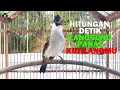 Download Lagu HITUNGAN DETIK LANGSUNG PANAS KUTILANGMU || KUTILANG PAUD SUPER GACOR ISIAN VARIASI