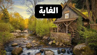 الغابة جولة في قلب الطبيعة في الغابة وأصوات تساقط المطر وخرير المياه 