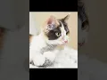 Download Lagu kucing belang tiga yang menggemaskan..... #kucinglucu #calico