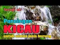 Download Lagu Pancingan kicau untuk semua jenis burung, suara air terapi burung