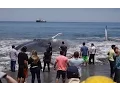 Lagu Giant beached blue whale saved by fishermen off Chile coast