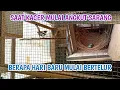 Download Lagu BERAPA HARI BURUNG KACER BERTELUR SETELAH ANGKUT SARANG