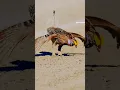 Download Lagu The dancing bird whose dancing technique was copied by humans.