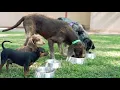ROYAL CANIN Hypoallergenic Puppy testimonial