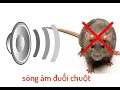 Download Lagu Sóng âm 20000hz đuổi chuột