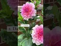 Download Lagu 3 Easy Flowers to Grow for Beginners!