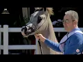 Download Lagu N.22 ASAYEL ARTAL - Kuwait Breeders Cup 2020 - Yearling Fillies (Class 1A)