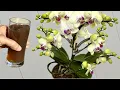 Download Lagu 1 glass a week! Suddenly the orchid grows new roots and flowers all year round