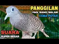 Lagu Perkutut Lokal Gacor Suara Kung Besar Pancingan Burung Perkutut Agar Bunyi.