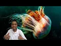 9 Datos sobre las medusas, uno de los animales mas curiosos del mar • El Inteligente