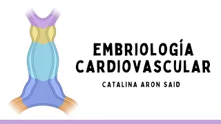 Embriología cardiovascular