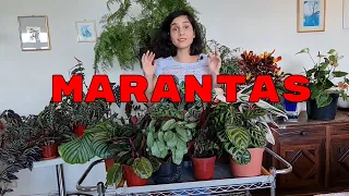 QUER SABER MAIS SOBRE MARANTAS? Aulão completo sobre essa família.