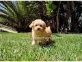 Adalyn the Perfect CavaPoo Hybrid Female Puppy for adoption near San Marcos CA