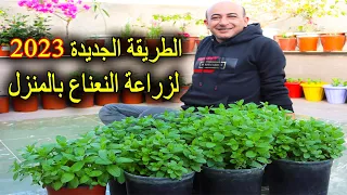 زراعة النعناع في المنزل 2023 