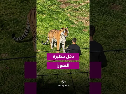 دخل حظيرة النمور.. فكانت نهايته مأساوية!