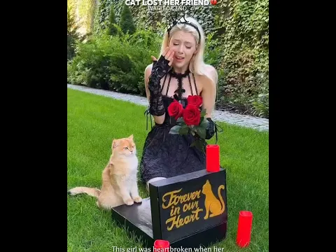 Cat Lost Her Friend ππ|| #shorts #catlovers #petlovers #cute #emotional