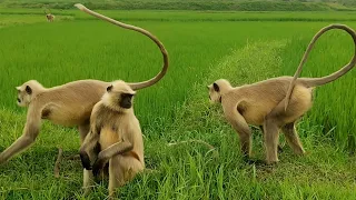 Beautiful Langurs Walking Through the Green Fields 🐒🌾