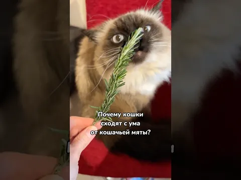 Почему кошки сходят с ума от кошачьей мяты?