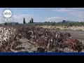 Millions of Mormon crickets invade parts of Nevada