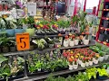 Visit At Bunnings Nursery Indoor Plants