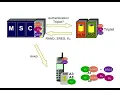 17 Basic Procedures 5 Location Update and Authentication