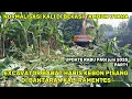 Download Lagu SEKEBON RATA!! EXCAVATOR BABAT HABIS POHON PISANG BANTARAN KALI BEKASI || KALI RAMENTES #dedimulyadi