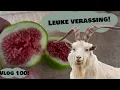 Download Lagu vijgen jam chutney en grappa maken! vlog 100