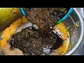 Download Lagu Melihat Langsung Proses Penyajian MARTABAK MINI TERLARIS Dan TERVIRAL Di Pontianak !!