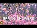 Download Lagu 10 Hour 🌸 Calming Rainfall on Cherry Blossoms 🌸 Rain Sounds for Relaxation \u0026 Stress-Relief