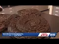 Conservancy of Southwest Florida removes record 8 080 pounds of Burmese pythons in breeding season
