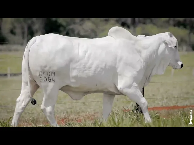 Novilha Nelore AFOM - 5064