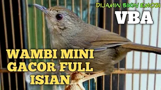 wambi mini gacor full isian terbaru masteran paling dicari
