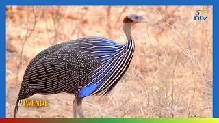 Twende A Game Drive In The World Famous Samburu National Reserve 