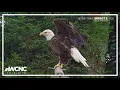 Grandfather Mountain welcomes Leroy the Eagle